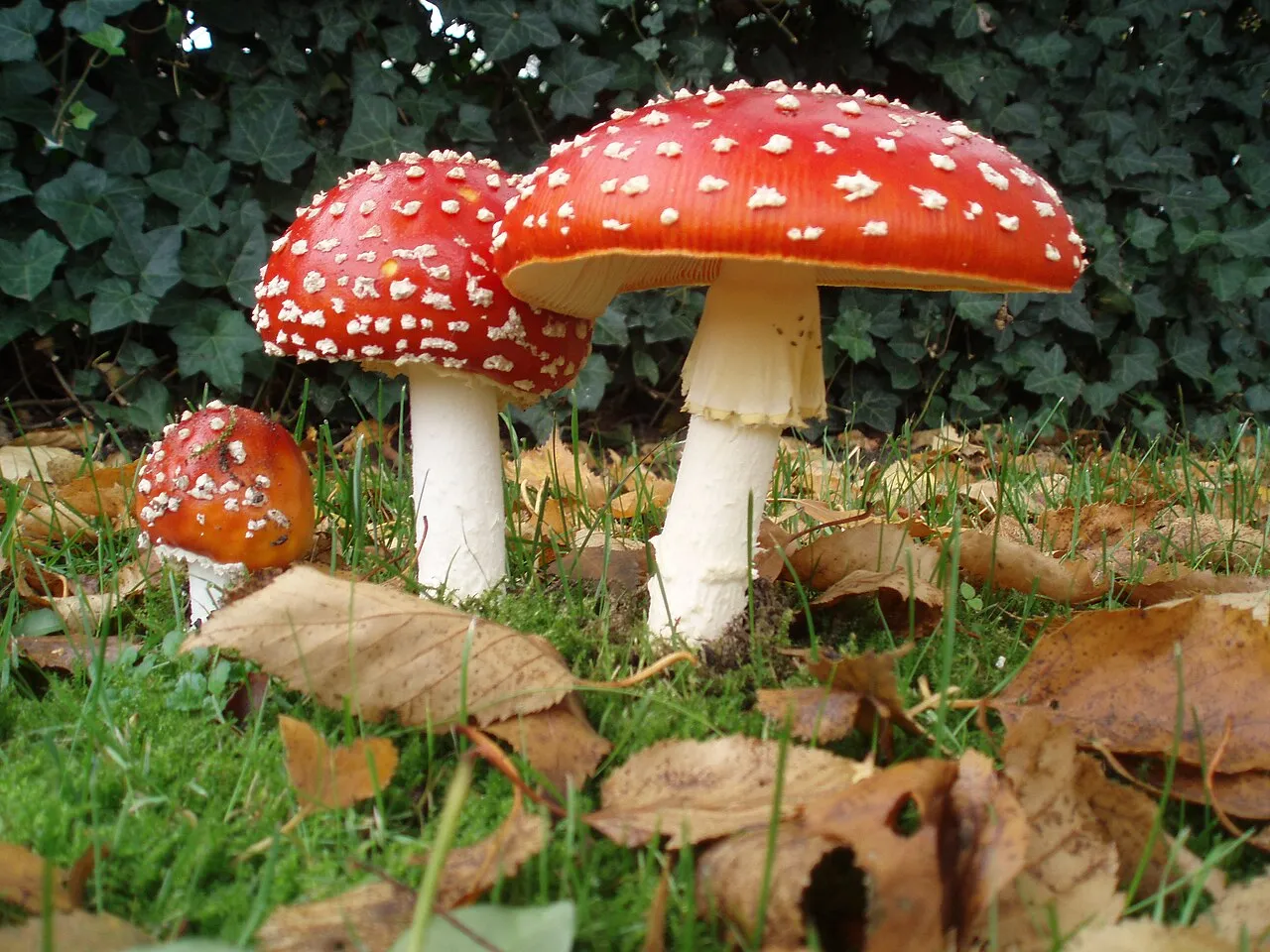 Three fly agarics in a row in grass and fallen leaves, with red caps dotted with white warts, white stems and a hanging white ring on the tallest one.