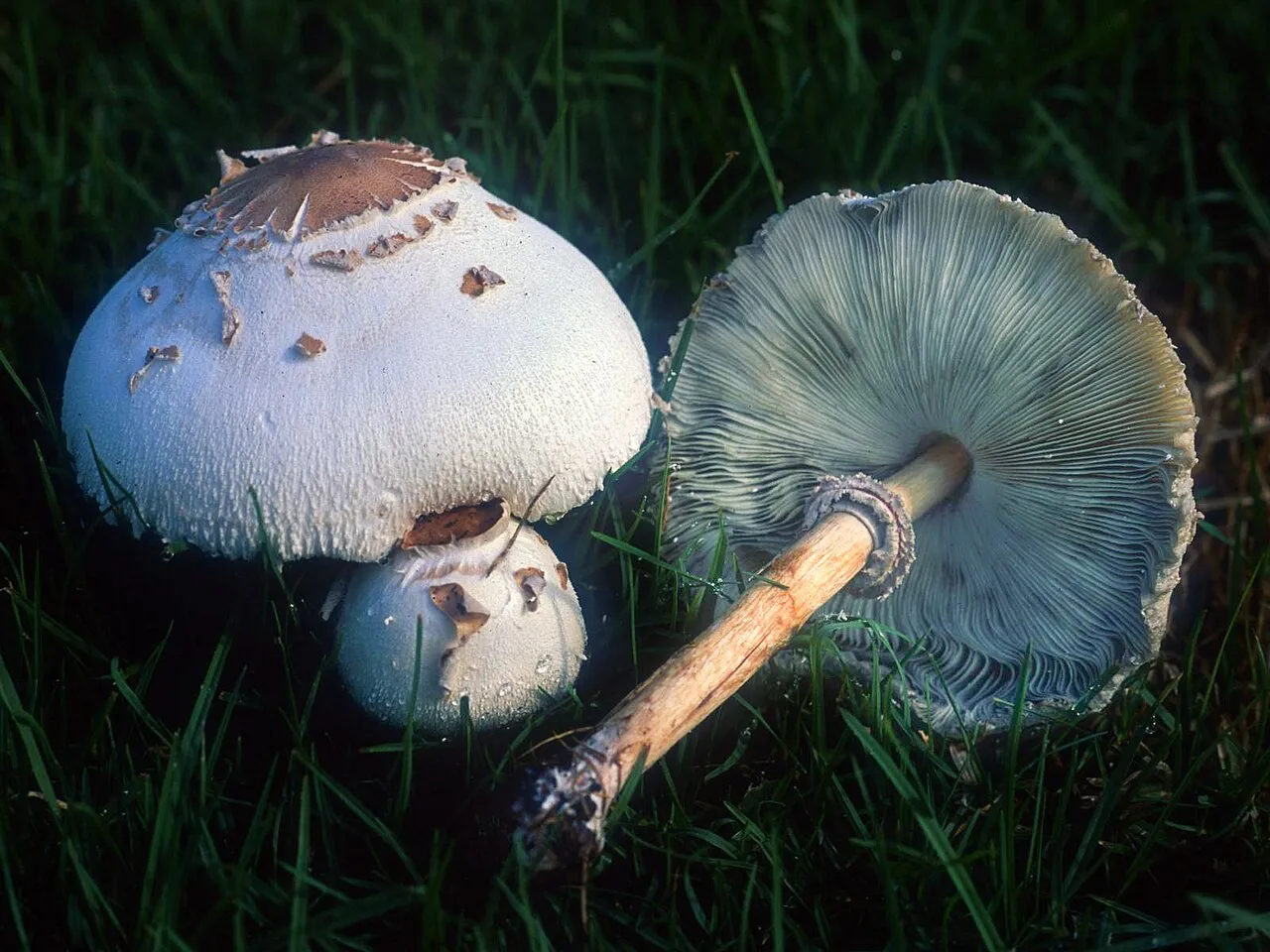 A picture of Green-spored parasol (Chlorophyllum molybdites), of the family Agaricaceae.