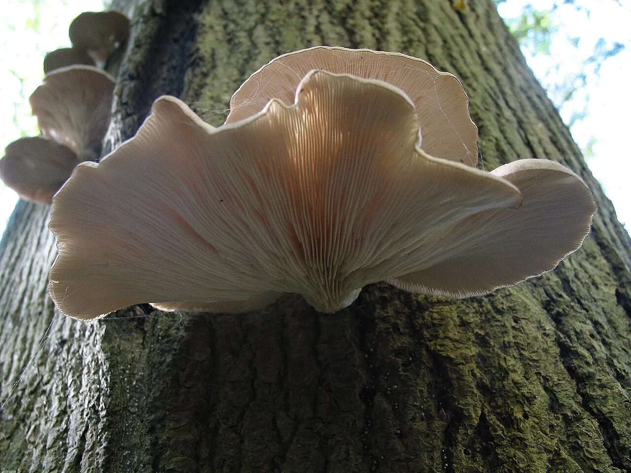 A picture of Oyster mushroom (Pleurotus ostreatus), of the family Pleurotaceae.