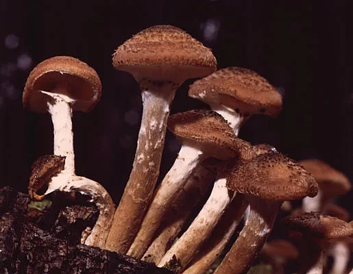 A picture of Armillaria ostoyae, of the family Physalacriaceae.