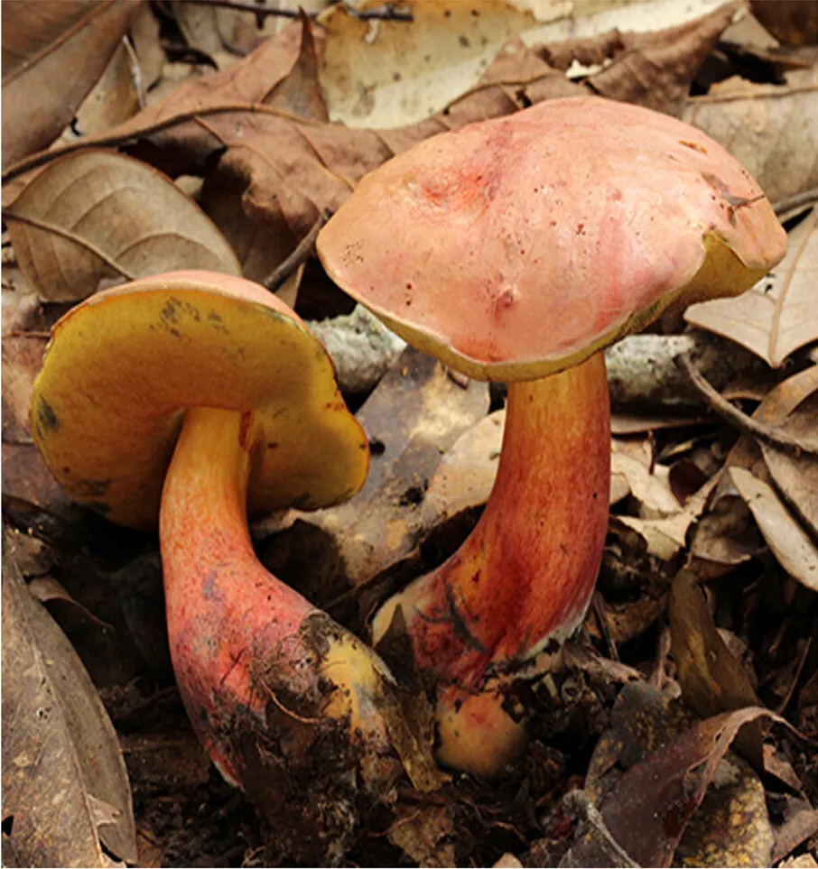 A picture of Lanmaoa asiatica, of the family Boletaceae.