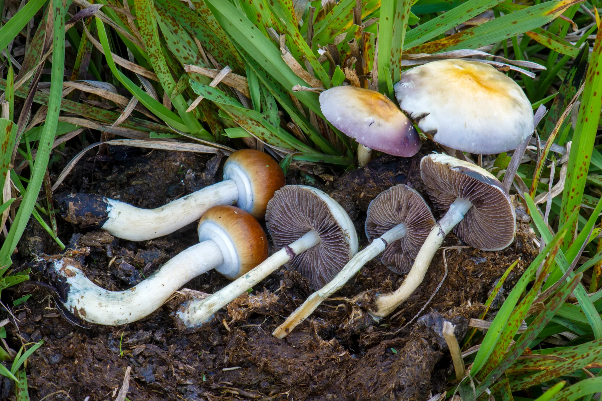 A cluster of Psilocybe cubensis mushrooms with pale golden-brown caps and slender whitish stems.
