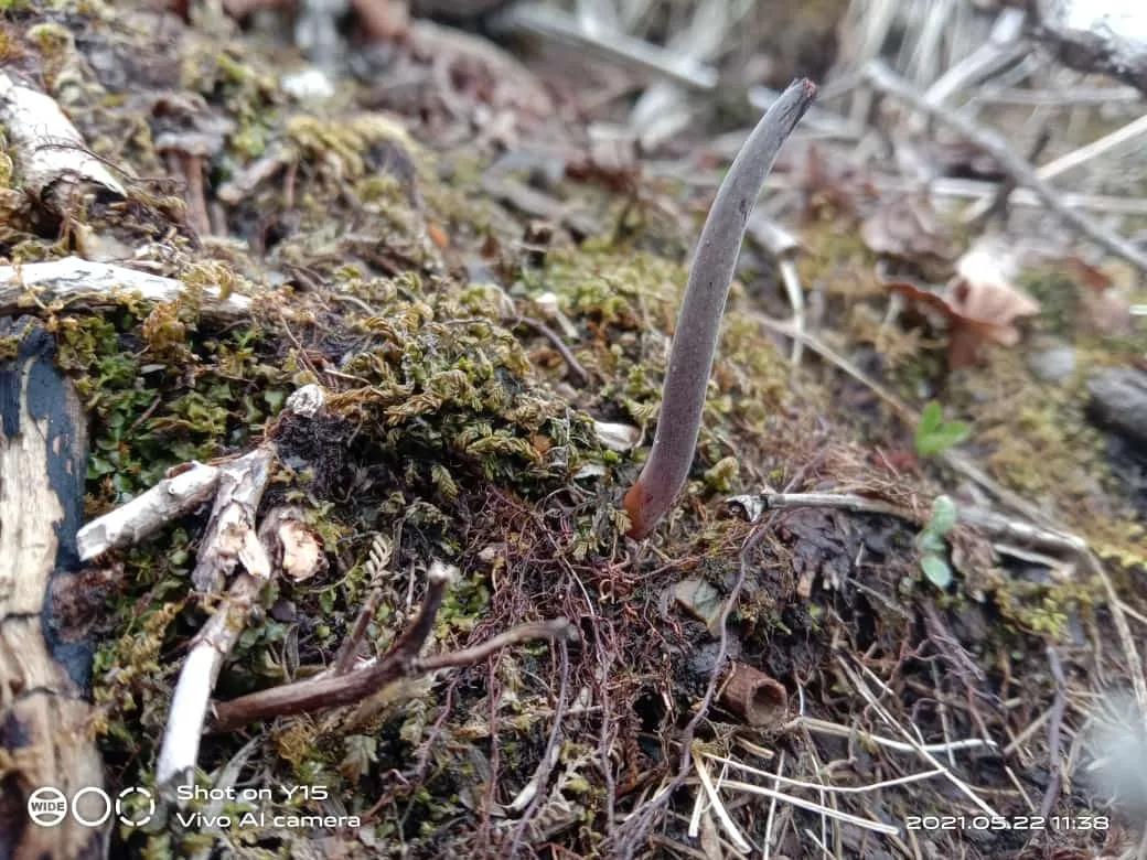A single dark, finger-like fruiting body of Ophiocordyceps sinensis growing up out of moss and alpine soil at high altitude in India.