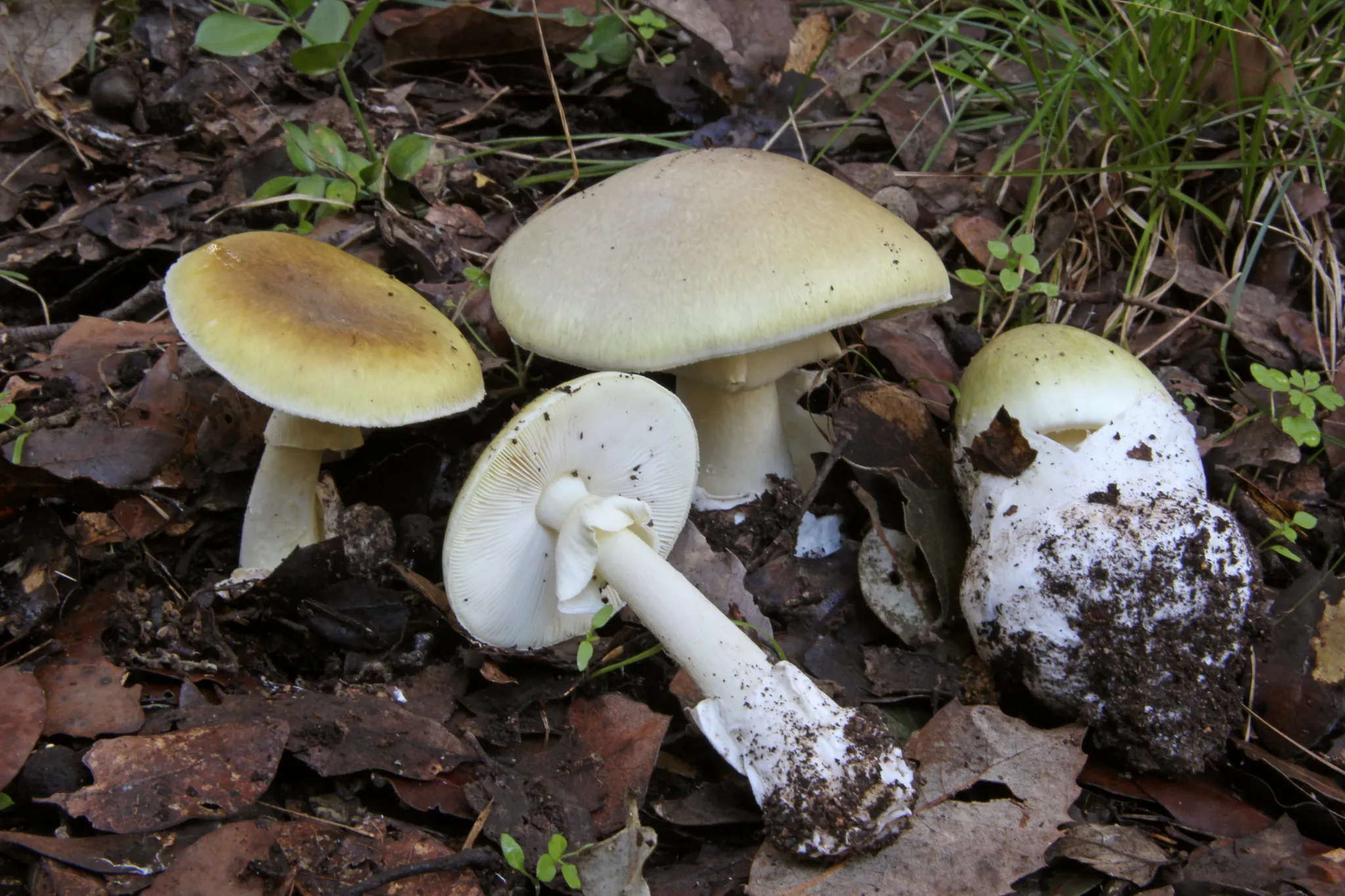 Three death cap mushrooms on leaf litter, with olive-green caps, white gills, white stems and a white sack-like volva at the base of one specimen.