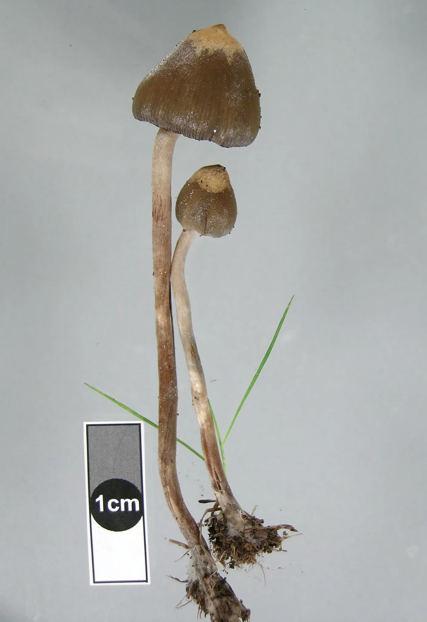 Two Psilocybe semilanceata mushrooms with narrow conical caps ending in a small nipple, on slender pale stems, next to a 1cm scale bar.