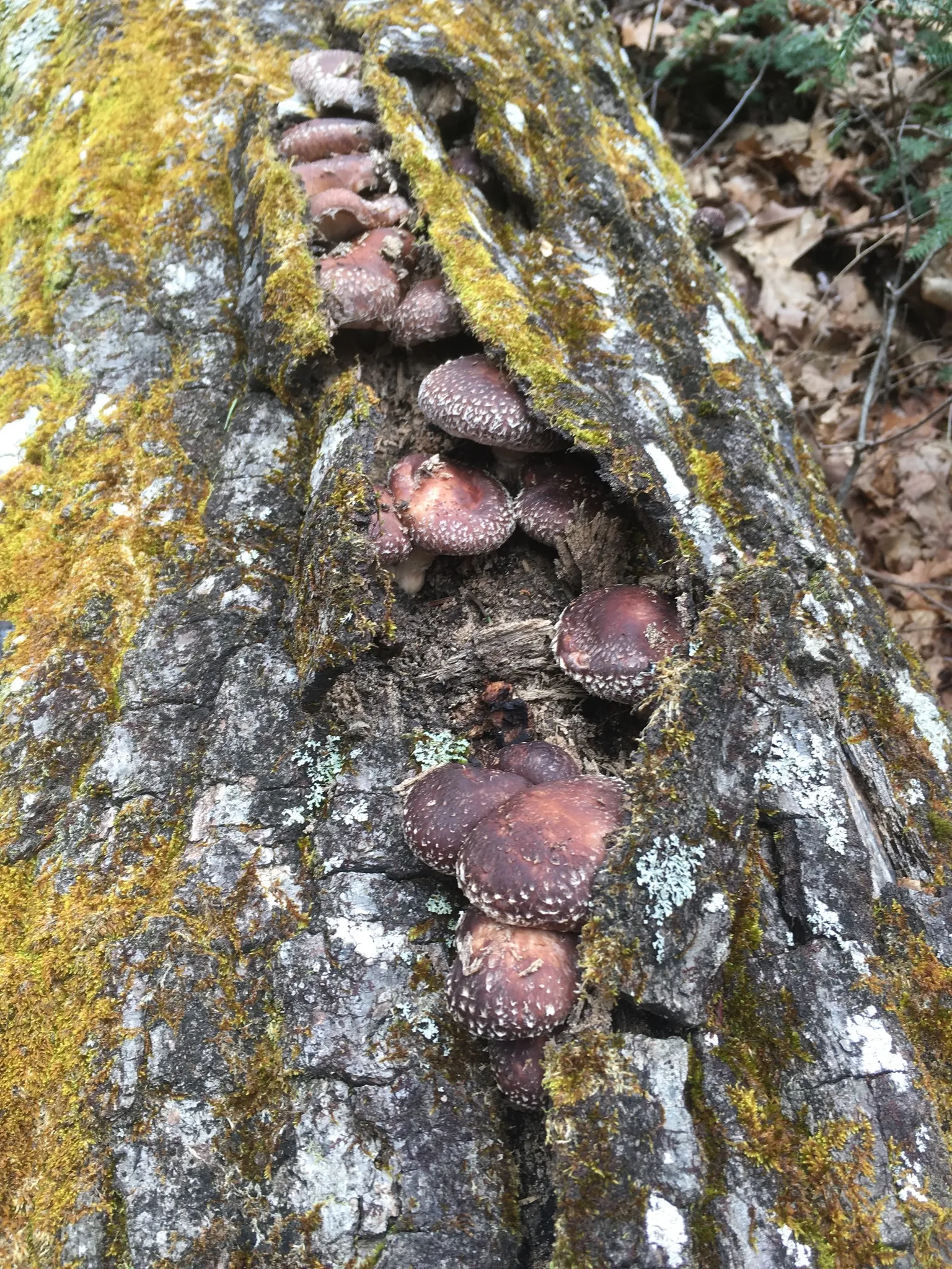 Clusters of brown, scaly shiitake fruiting bodies growing from a crack in a moss-covered log.