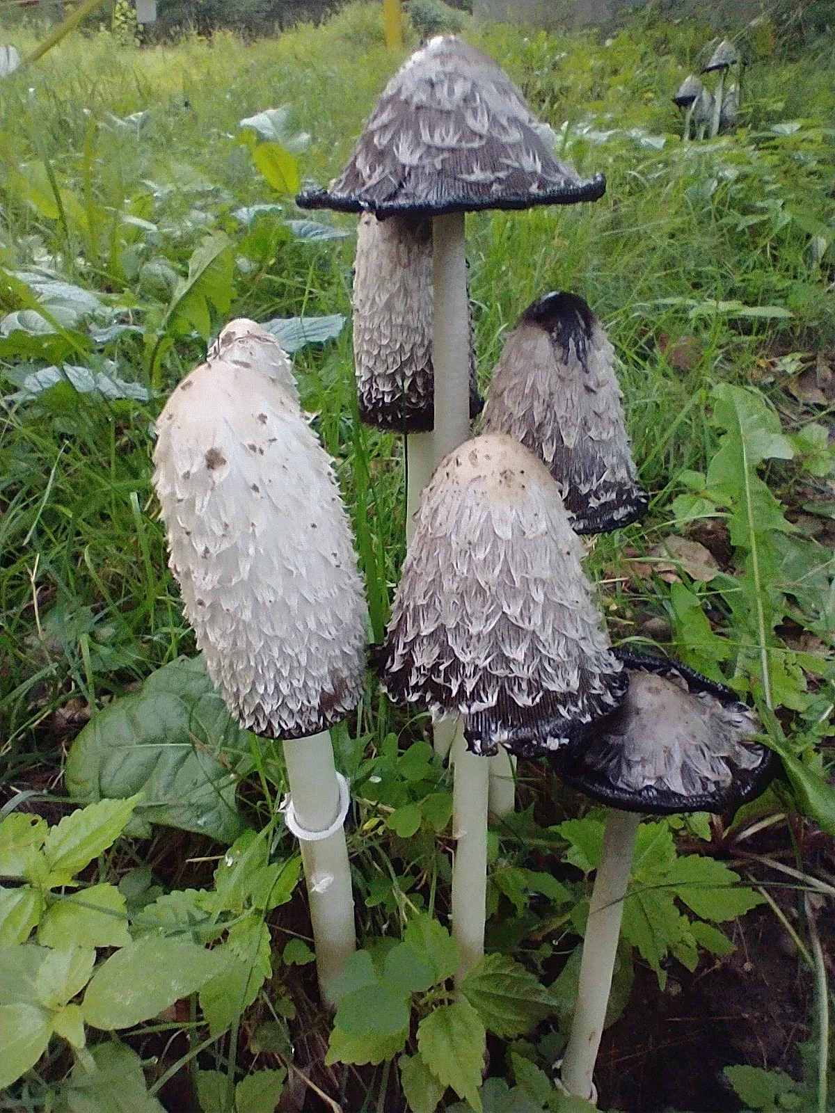 A cluster of shaggy ink cap (Coprinus comatus) mushrooms in grass, their shaggy white caps browning and dissolving to black ink at the rim.