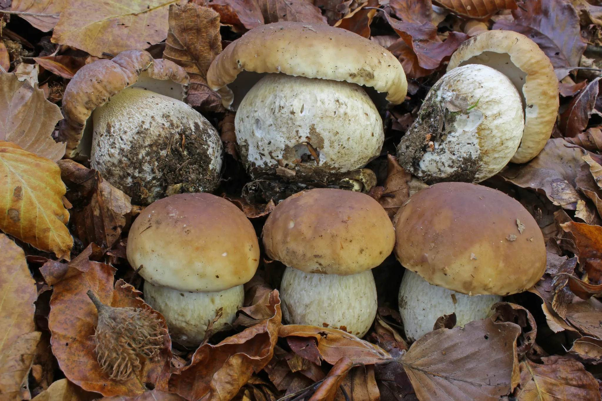 A cluster of porcini (Boletus edulis) fruiting bodies with brown caps and swollen stems growing among fallen leaves.