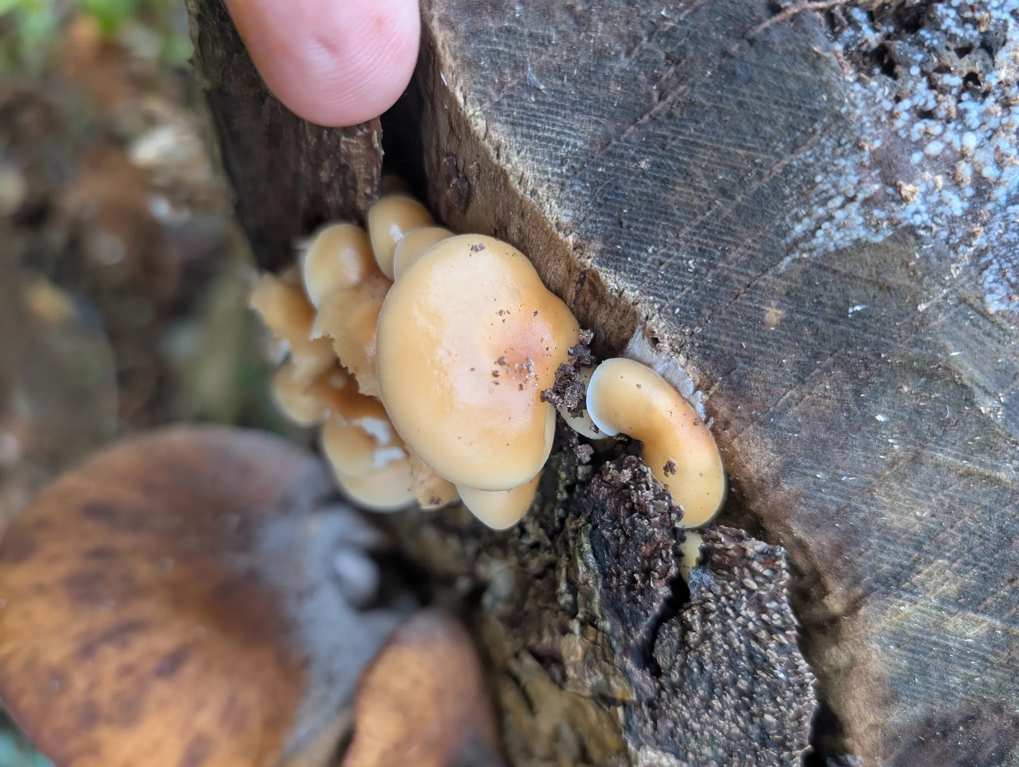 A cluster of small, sticky, ochre-yellow Flammulina filiformis caps growing from a crack in dead wood.