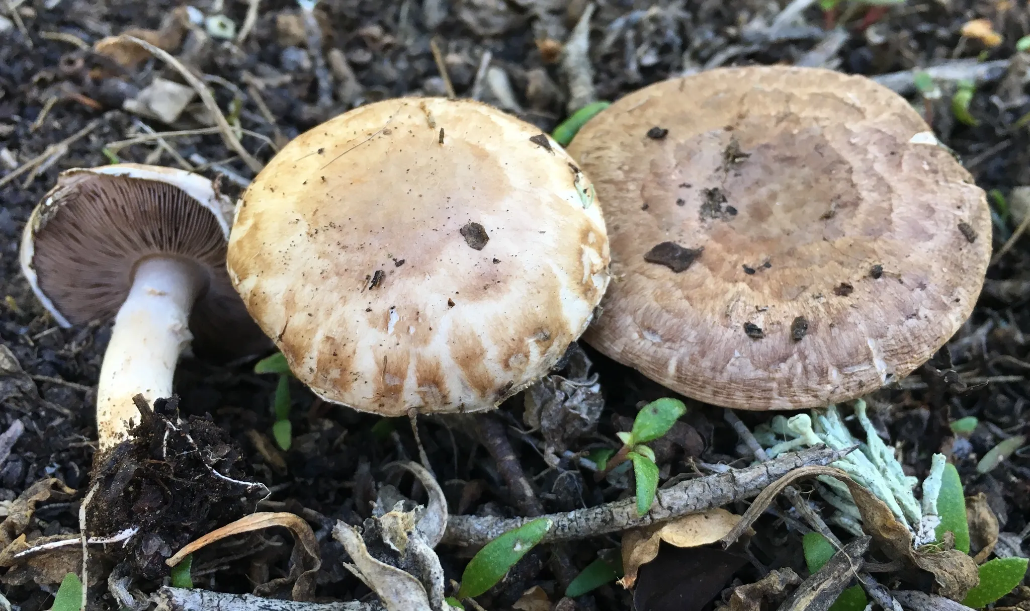 Three Agaricus bisporus mushrooms on bare soil, one tipped over to show its white stem and crowded dark brown gills, the other two showing their brownish, scaly caps.