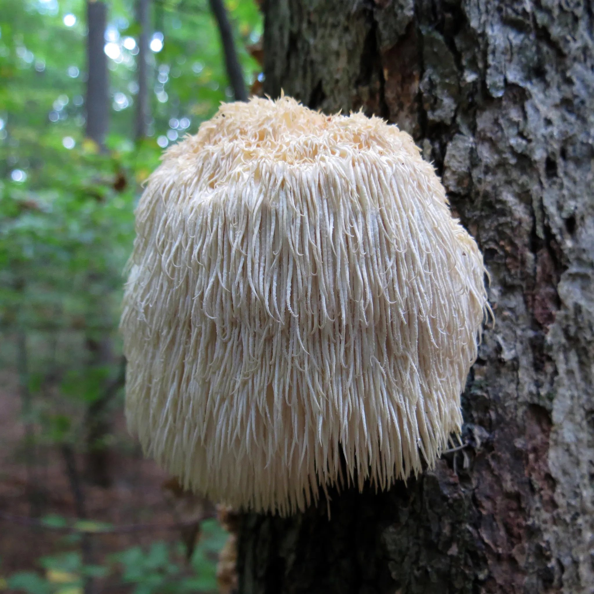 A shaggy, cream-white ball of long hanging spines growing from the side of a tree trunk, the fruiting body of lion's mane (Hericium erinaceus).