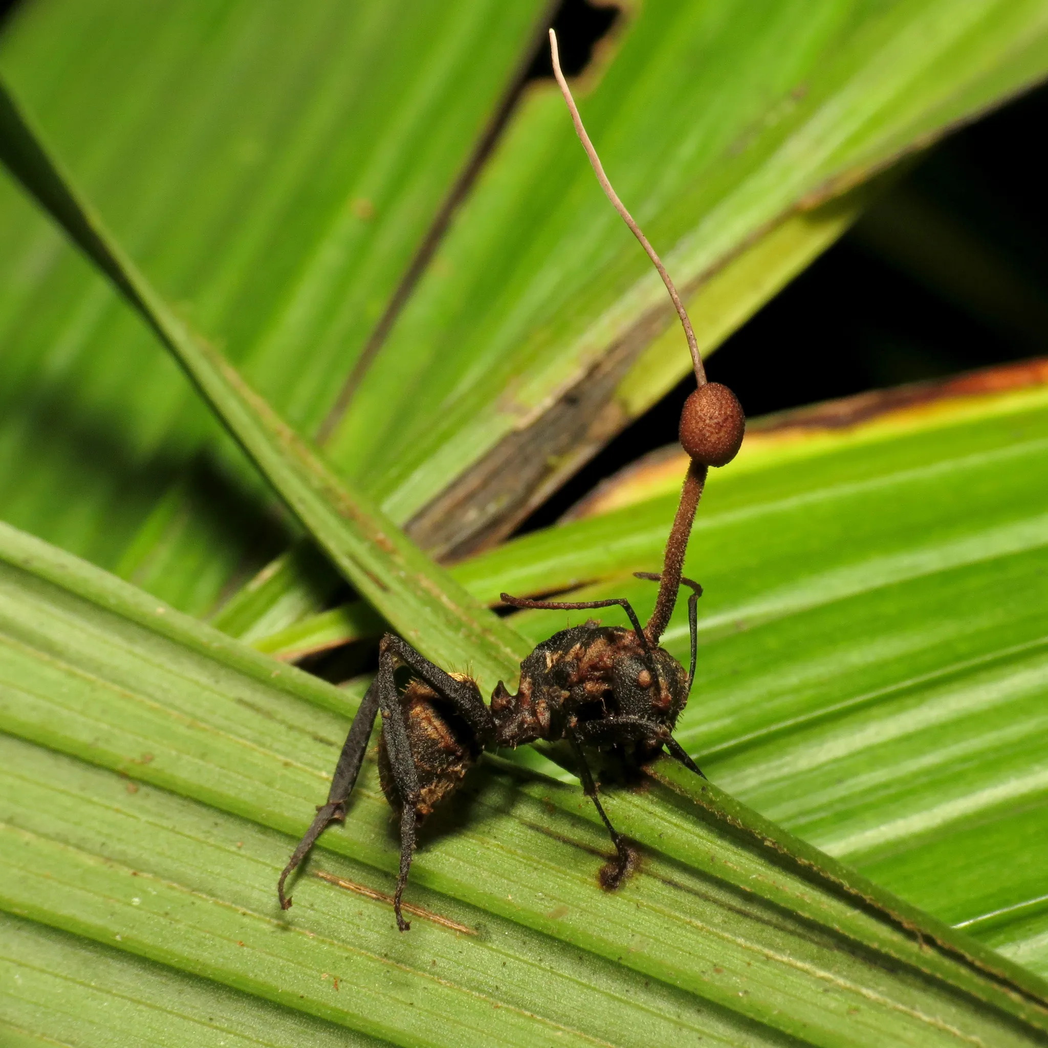 A dead carpenter ant in Costa Rica with a dark, wiry fungal stroma of Ophiocordyceps unilateralis growing from behind its head.